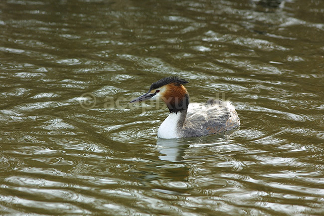 Toppet lappedykker; Podiceps cristatus, Podicipedidae; ; ; ; fugle; 