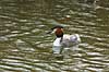Grebe Podiceps cristatus, Podicipedidae    birds 