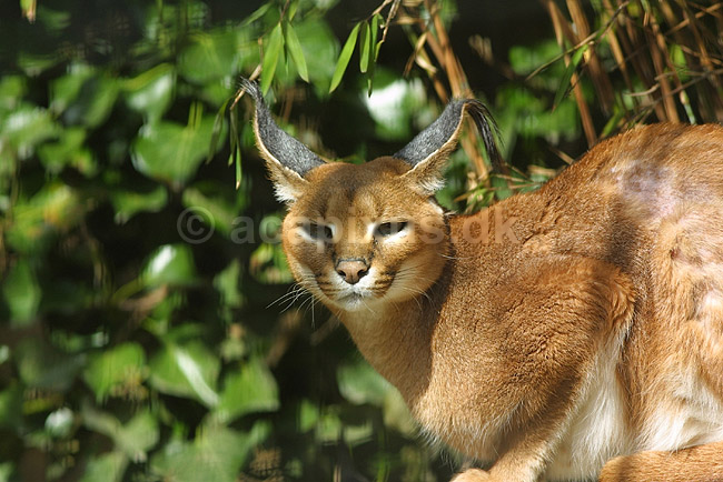 Karakal el. �rkenlos; Felis caracal, Felidae; ; ; ; pattedyr; katte rovdyr
