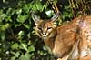 Caracal Felis caracal, Felidae    mammals cats predators