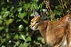 Caracal Felis caracal, Felidae    mammals cats predators