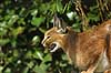 Caracal Felis caracal, Felidae    mammals cats predators