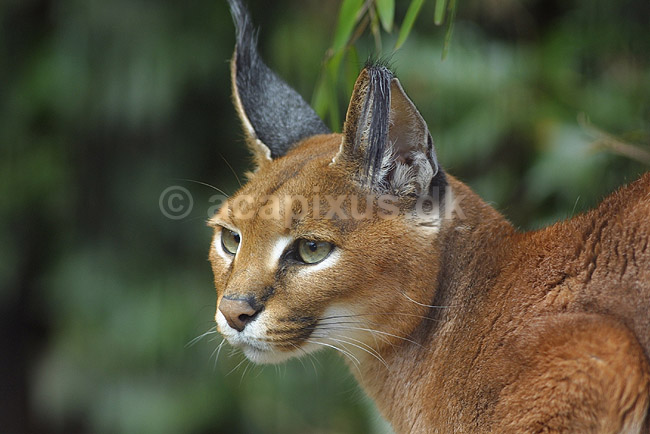Karakal el. �rkenlos; Felis caracal, Felidae; ; ; ; pattedyr; katte rovdyr