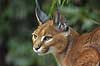 Caracal Felis caracal, Felidae    mammals cats predators