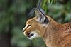 Caracal Felis caracal, Felidae    mammals cats predators