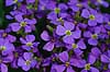  Aubrieta hybrid, Brassicaceae    plants flowers gardens