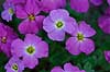  Aubrieta deltoidea, Brassicaceae    plants flowers gardens
