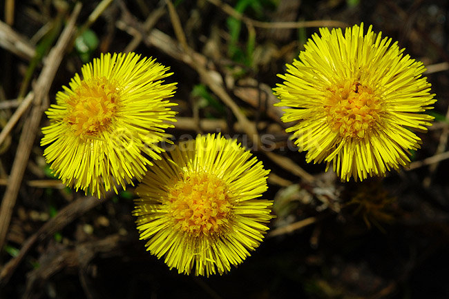 F�lfod; Tussilago farfara, Compositae; ; ; ; planter; blomster