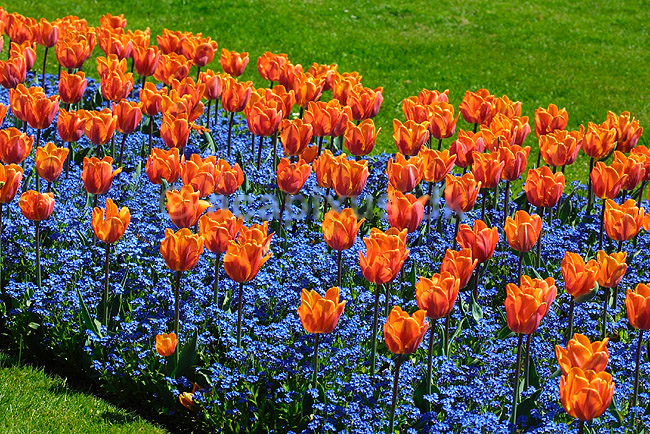 Tulipaner - Princesse Irene; Tulipa spec.; ; ; ; planter; blomster haver
