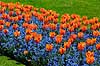 Tulips - Princesse Irene Tulipa spec.    plants flowers gardens