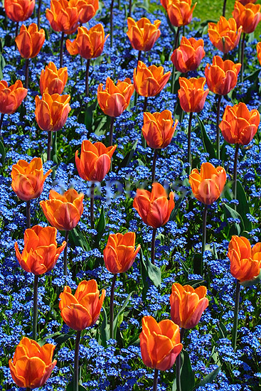 Tulipaner - Princesse Irene; Tulipa spec.; ; ; ; planter; blomster haver