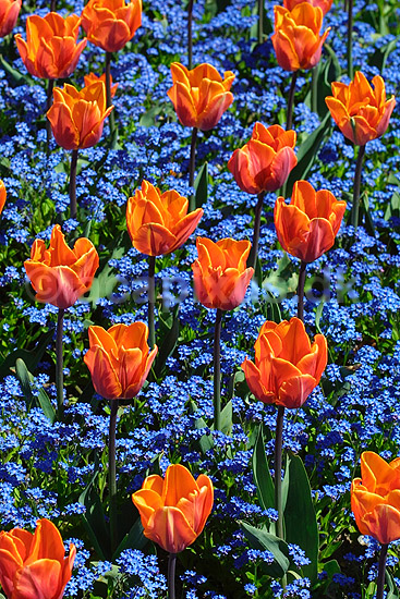 Tulipaner - Princesse Irene; Tulipa spec.; ; ; ; planter; blomster haver
