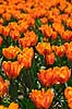 Tulips Tulipa spec.    plants flowers gardens