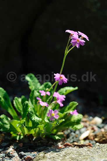 Kodriver; Primula frondosa, Primulaceae; ; ; ; planter; blomster haver