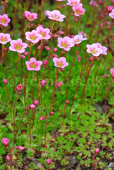 Lammefjord Stenbr�k; Saxifraga arendsii hybrid; ; ; ; planter; blomster haver