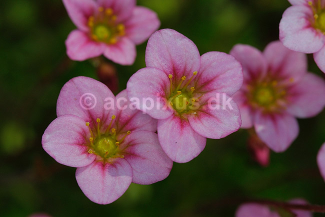 Lammefjord Stenbr�k; Saxifraga arendsii hybrid; ; ; ; planter; blomster haver