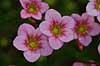Saxifrage Saxifraga arendsii hybrid    plants flowers gardens