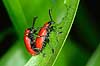 Liljebiller under parring Lilioceris lilii, Chrysomelidae    insekter reproduktion sex
