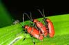 Liljebiller under parring Lilioceris lilii, Chrysomelidae    insekter reproduktion sex