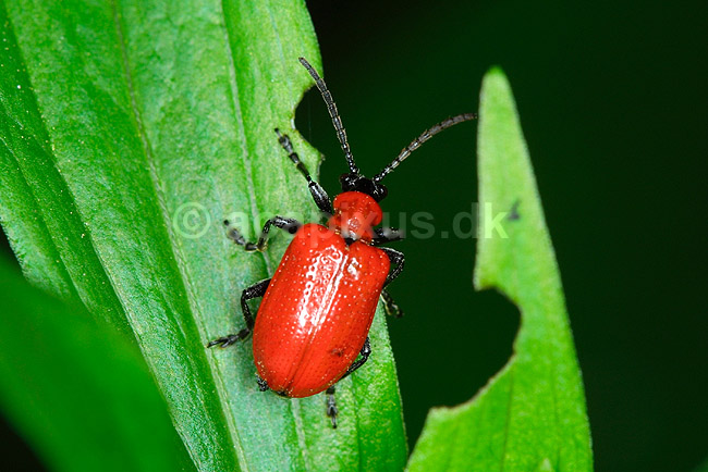 Liljebiller; Lilioceris lilii, Chrysomelidae; ; ; ; insekter; 