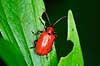 Liljebiller Lilioceris lilii, Chrysomelidae    insekter 
