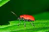 Liljebiller Lilioceris lilii, Chrysomelidae    insekter 