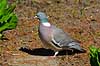 Wood pigeon Columba palumbus, Columbidae    birds 