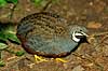 Quail Coturnix spec, Phasianidae    birds 