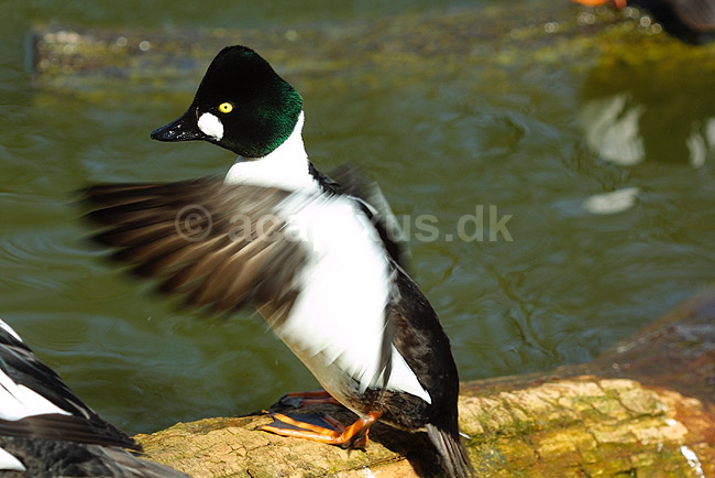 Hvinand basker med vingerne; Bucephala clangula, Anatidae; ; ; ; fugle; 