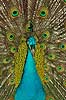Peacock Pavo cristatus, Phasianidae    birds signals