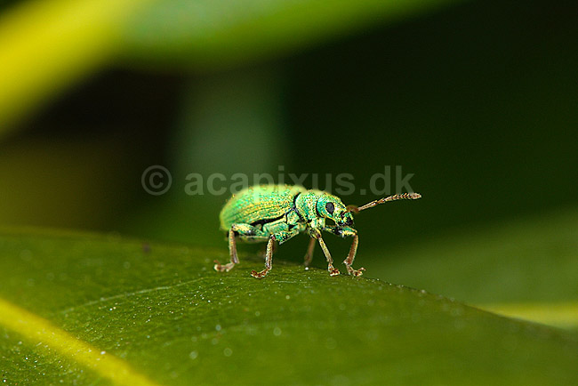 Snudebille; Phyllobius pomaceus, Curculionid; ; ; ; insekter; biller