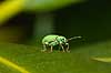 Snudebille Phyllobius pomaceus, Curculionid    insekter biller