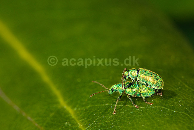 Snudebiller under parring; Phyllobius pomaceus, Curculionid; ; ; ; insekter; biller sex