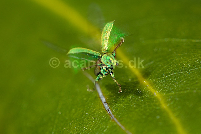 Snudebille der letter fra blad; Phyllobius pomaceus, Curculionid; ; ; ; insekter; biller flyvning