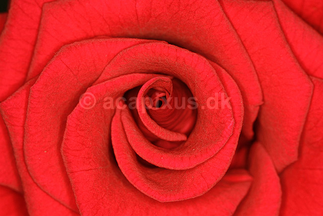 Langstilket filtrose; Rosa tomentosa; ; ; ; planter; blomster k�rlighed forelskelse romantik
