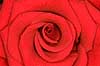 Red rose Rosa tomentosa    plants flowers love romance
