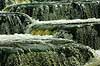 Fish ladder on Uggerby �   Denmark   