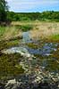 Spring at Lille Bl�kilde in N�rreskoven in Rold Skov at Sk�rping   Denmark   