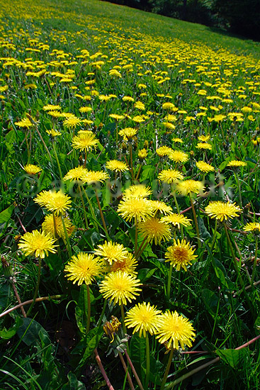 Alm. m�lkeb�tte; Taraxacum officinale, Asteraceae; ; ; ; planter; blomster