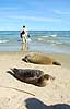 Tourists and seals on Grenen, north of Skagen   Denmark   