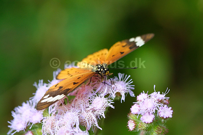 Plain tiger, Monark; Danaus chrysippus; Berenty; Madagaskar; Afrika; insekter; sommerfugle