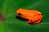 Golden mantella Mantella aurantiaca Marozevo Madagascar Africa amphibians 