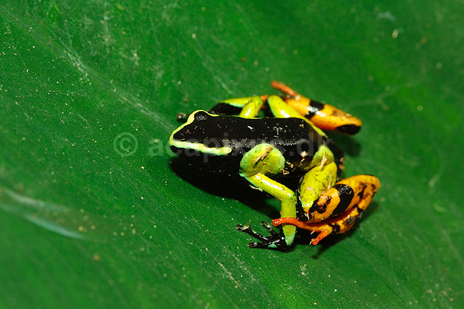 Painted mantella; Mantella baroni (Mantella madagascariensis); Marozevo; Madagaskar; Afrika; padder; 