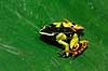 Painted mantella Mantella baroni (Mantella madagascariensis) Marozevo Madagascar Africa amphibians 