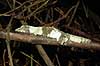 Giant leaf-tailed gecko Uroplatus fimbriatus, Gekkonidae P�rinet NP (Parc National d Andasibe-Mantadia NP) Madagascar Africa reptiles camouflage