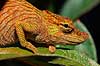 Chameleon  Calumma nasuta P�rinet NP (Parc National d Andasibe-Mantadia NP) Madagascar Africa reptiles camouflage
