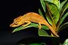 Chameleon  Calumma nasuta P�rinet NP (Parc National d Andasibe-Mantadia NP) Madagascar Africa reptiles camouflage
