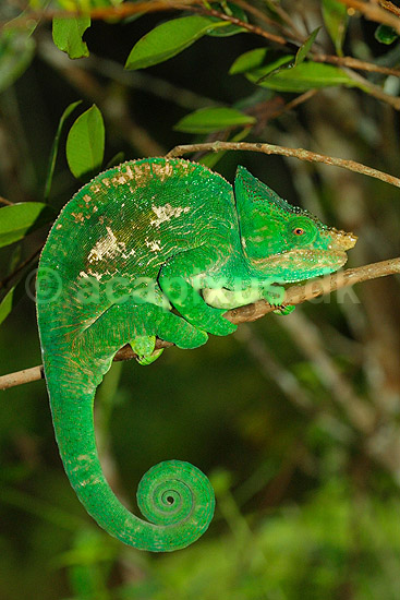 Parsons kam�leon; Calumma parsonii; P�rinet NP (Parc National d Andasibe-Mantadia NP); Madagaskar; Afrika; krybdyr; kamuflage