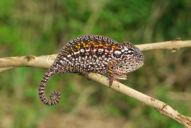 Kam�leon; Furcifer lateralis; Marozevo; Madagaskar; Afrika; krybdyr; kamuflage