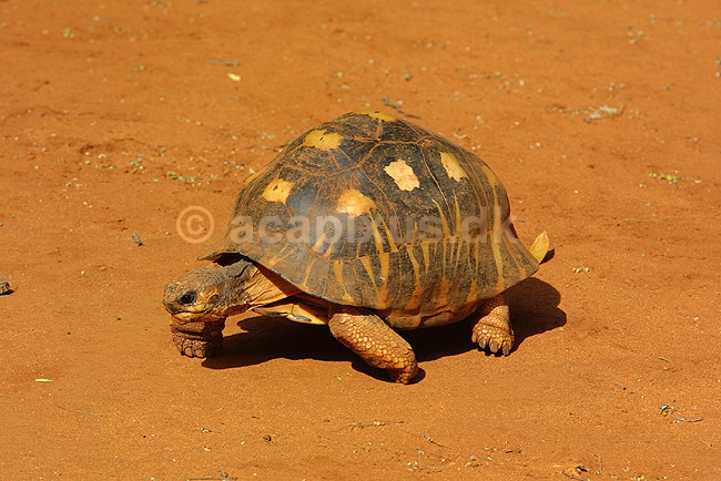 Str�leskildpadde (Radiated Tortoise); Testudo radiata; Berenty; Madagaskar; Afrika; krybdyr; 
